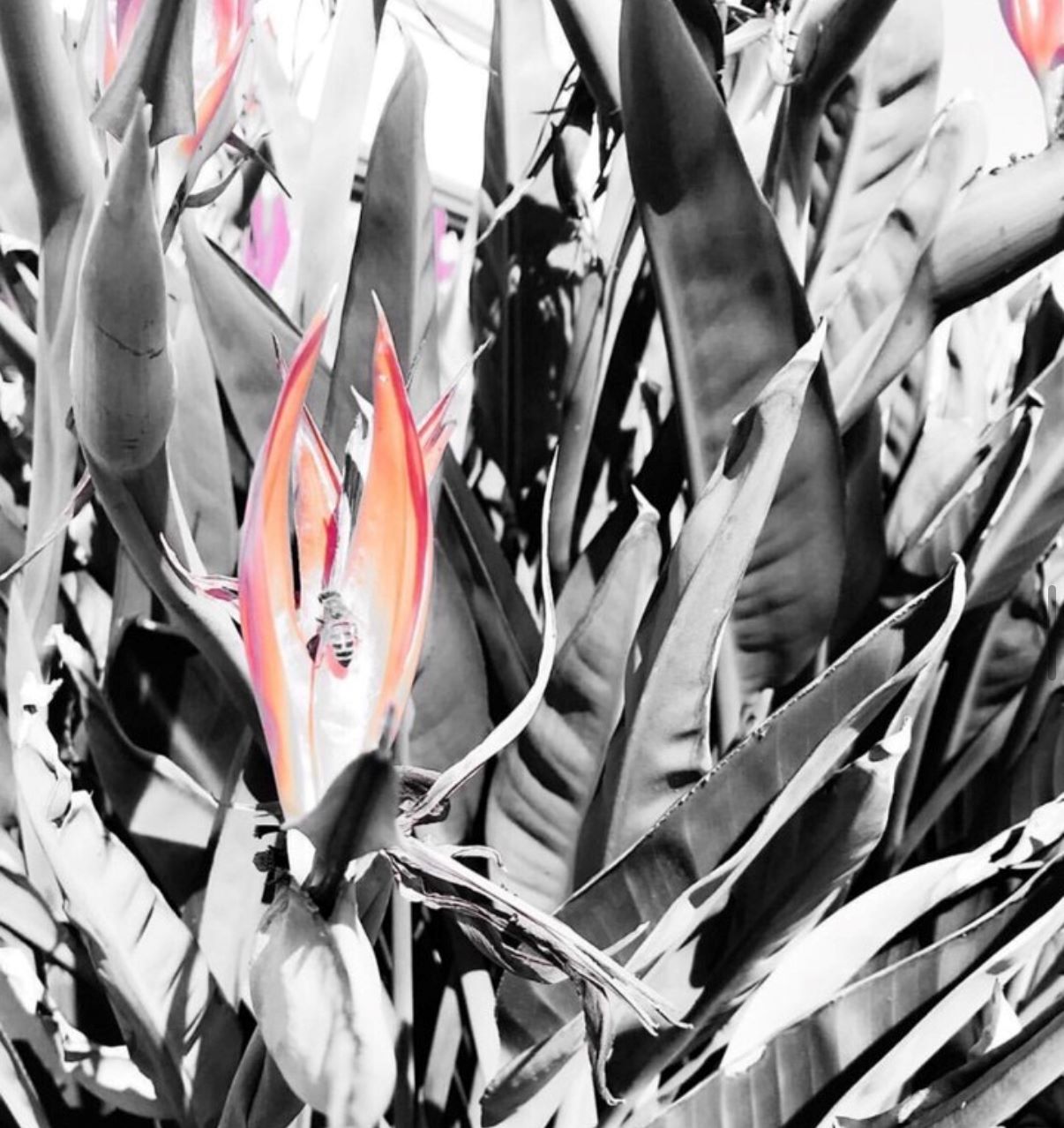 Bird of Paradise Flower