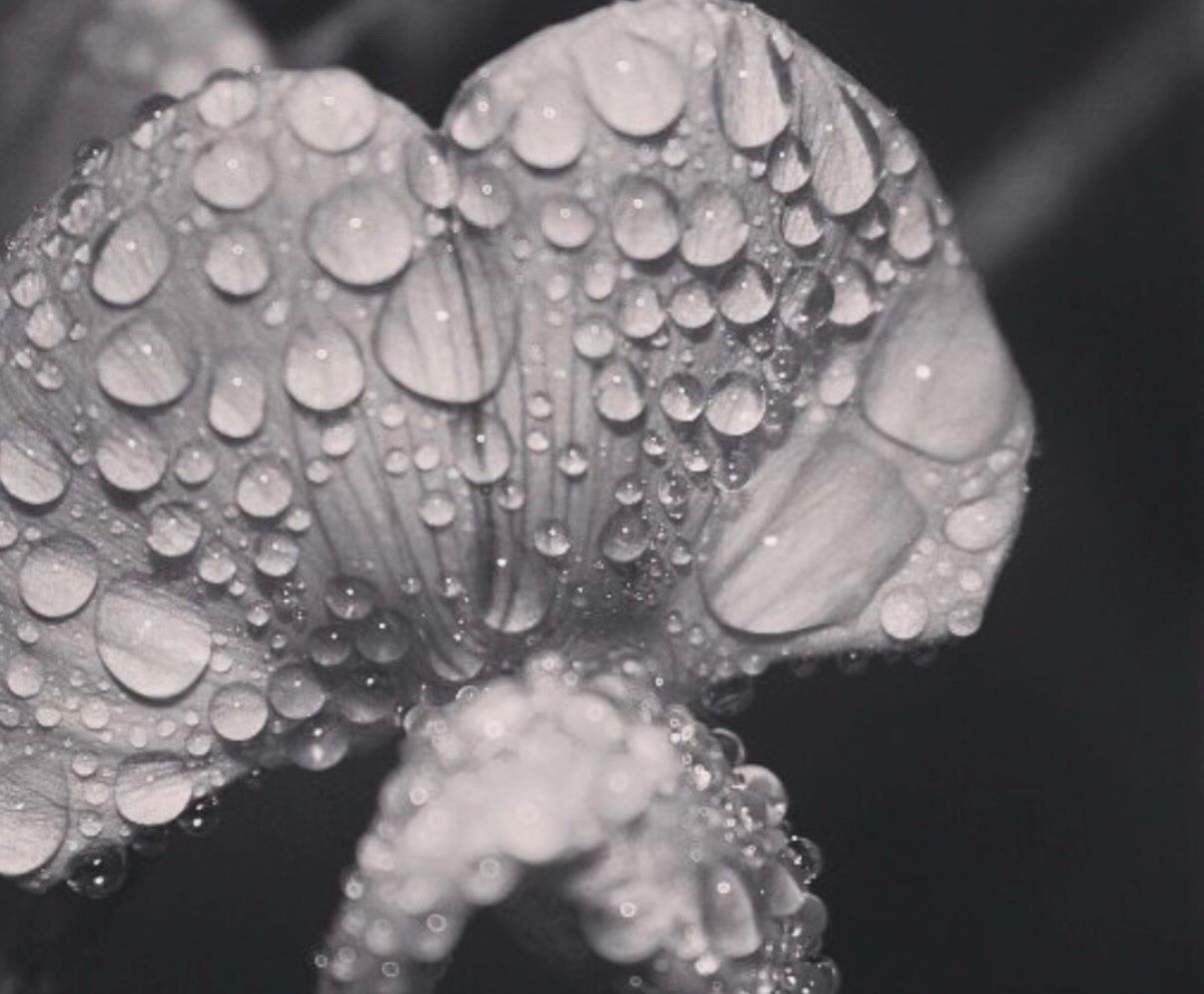 Dew Drop