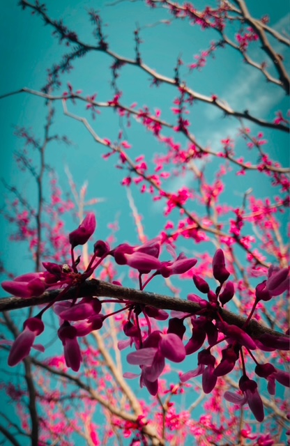 Judas Tree